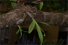 Polystachya concreta